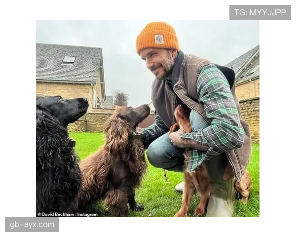 贝克汉姆家的狗都比你我活得精致